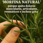 Descubre el Poder del Romero como Morfina Natural para Aliviar el Dolor